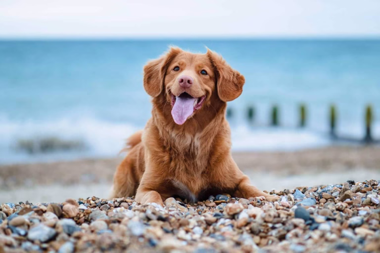 6 must know tips for flying with your dog